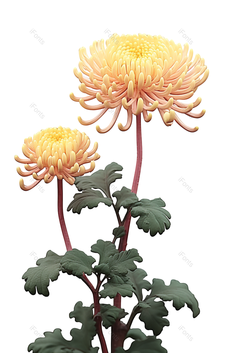 叶子图片,节日元素,菊花PNG,传统节日免抠素材